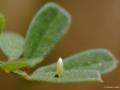 Colias crocea (Sarıazamet)